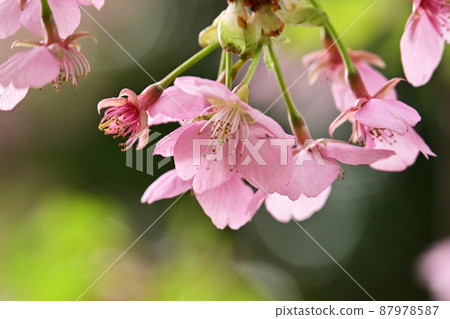 櫻花花 櫻花花 87978587