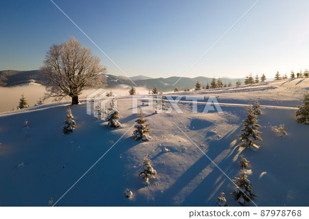 Amazing winter landscape with pine trees of snow covered forest in cold mountains at sunrise. 87978768