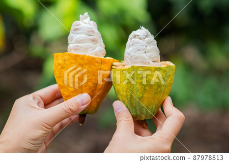 Cacao fruit on a cacao tree in tropical rainforest farm. Cacao fruit on a cacao tree in tropical rainforest farm. 87978813