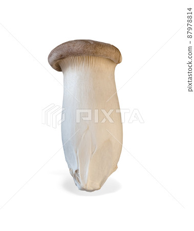King trumpet mushroom isolated on white background. King trumpet mushroom isolated on white background. 87978814