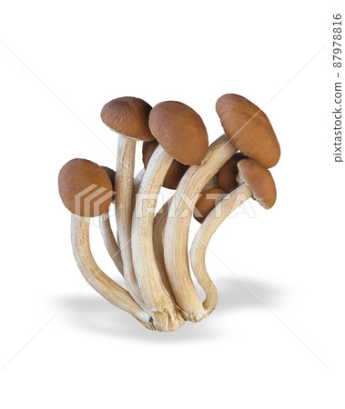 Enoki mushroom isolated on white background. H 87978816