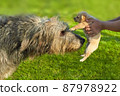 Acquaintance of a large gray Irish wolfhound and a small puppy 87978922