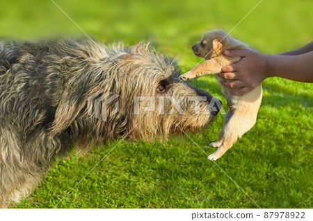Acquaintance of a large gray Irish wolfhound and a small puppy Acquaintance of a large gray Irish wolfhound and a small puppy 87978922