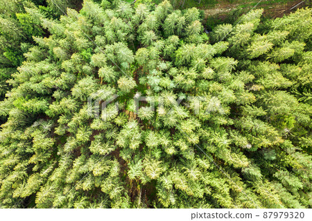 Aerial view of green pine forest with canopies of spruce trees in summer mountains. Aerial view of green pine forest with canopies of spruce trees in summer mountains. 87979320