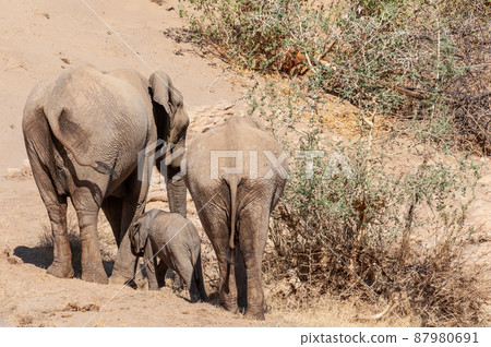 Three desert Elephants in the Namibian Desert 87980691