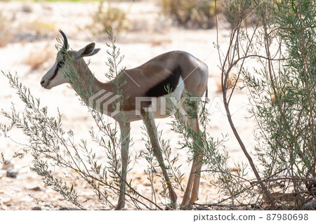 Closeup of an Impala Closeup of an Impala 87980698