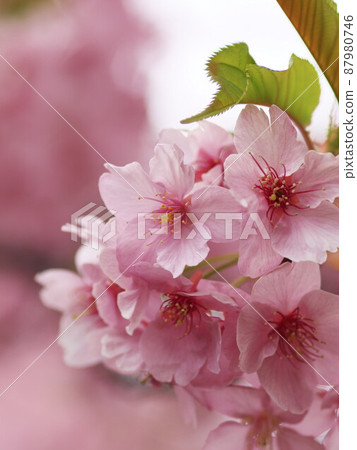 Kawazu cherry tree Kawazu cherry tree 87980746