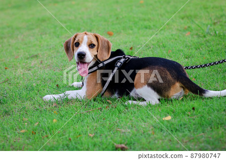 Purebred beagle puppy lying on the grass in the outdoor garden. dog beagle on the walk in the park outdoor. Purebred beagle puppy lying on the grass in the outdoor garden. dog beagle on the walk in the park outdoor. 87980747