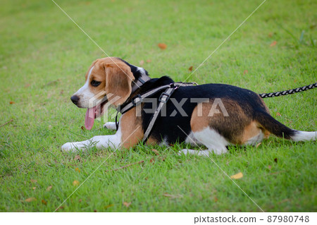 Purebred beagle puppy lying on the grass in the outdoor garden. dog beagle on the walk in the park outdoor. Purebred beagle puppy lying on the grass in the outdoor garden. dog beagle on the walk in the park outdoor. 87980748
