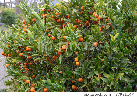 Fortunella kugli or kucle citrus hybrid tree with ripe fruits. Fortunella kugli or kucle citrus hybrid tree with ripe fruits. 87981147