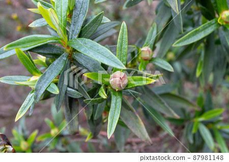 Cistus ladanifer bud and leaves 87981148