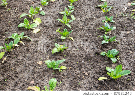 Spinach plants at the plantation. Spinach plants at the plantation. 87981243