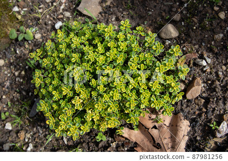 Thymus citriodorus or lemon thyme plant top view Thymus citriodorus or lemon thyme plant top view 87981256
