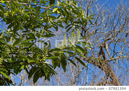 Prunus laurocerasus branches with leaves and flowers Prunus laurocerasus branches with leaves and flowers 87981304