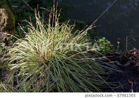 Carex hachijoensis or variegated japanese sedge plant Carex hachijoensis or variegated japanese sedge plant 87981305