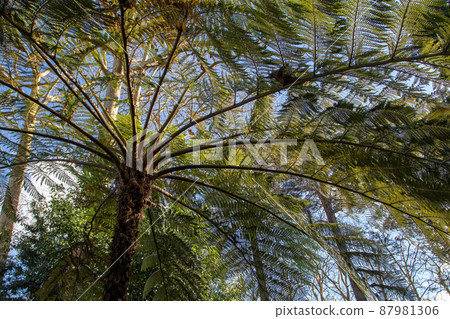 Tree fern in the enchanted forest Tree fern in the enchanted forest 87981306