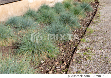 Blue fescue or festuca glauca clump-forming plants Blue fescue or festuca glauca clump-forming plants 87981308
