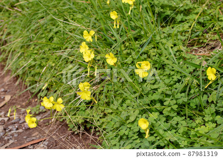 Oxalis pes-caprae or bermuda sorrel plants Oxalis pes-caprae or bermuda sorrel plants 87981319
