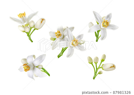 Neroli white flowers and buds set isolated on white Neroli white flowers and buds set isolated on white 87981326