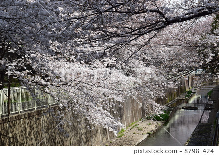 Kanda River and Sakura near Takaido Station Kanda River and Sakura near Takaido Station 87981424