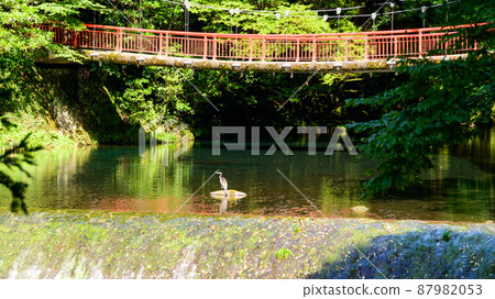 Kikuchi Gorge "Fresh green, promenade bridge, wild bird scenery" 2021 (fresh green) (sightseeing spot) Kikuchi Gorge 87982053