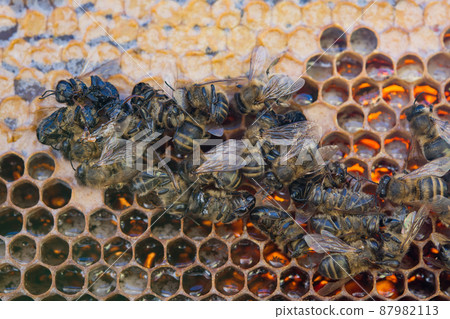 dead bees 87982113