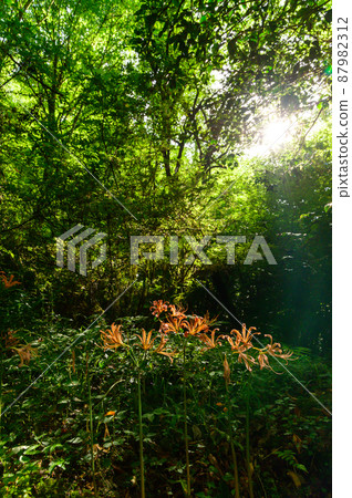 Kikuchi Gorge "Lycoris sanguinea flowers bathed in light" 2021 (fresh green) (sightseeing spot) Kikuchi Gorge 87982312