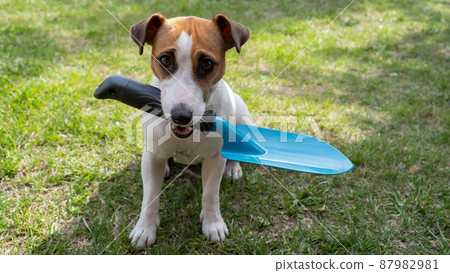 The dog is holding a shovel tool. Jack russell terrier holds gardener tools and is engaged in farming 87982981