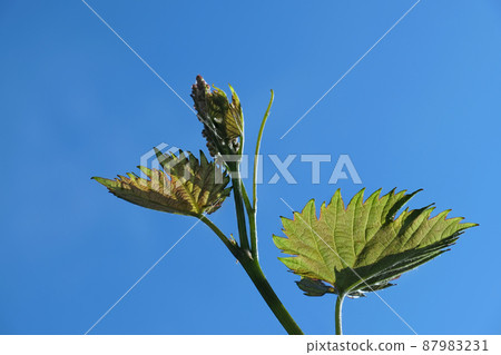 Young green sprouts at grape branch Young green sprouts at grape branch 87983231