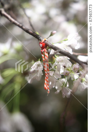 與洛杉磯日本花園中的櫻花相關的心形符號Misanga 87983773