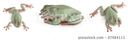 The Australian green tree frog isolated on white background with full depth of field, Set or collection The Australian green tree frog isolated on white background with full depth of field, Set or collection 87984111