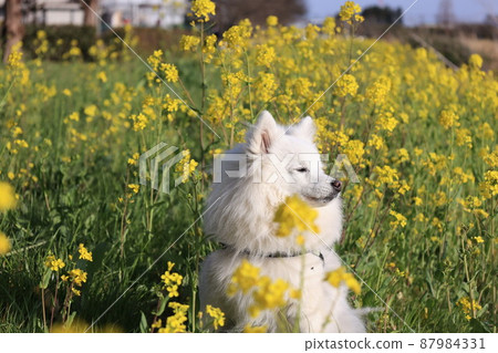 強姦花和狗 強姦花和狗 87984331