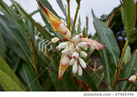沖繩縣宮古島明亮山寧(殼姜)芽 沖繩縣宮古島明亮山寧(殼姜)芽 87984346