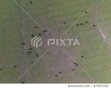 Cows aerial view, Buenos Aires,Argentina 87985100