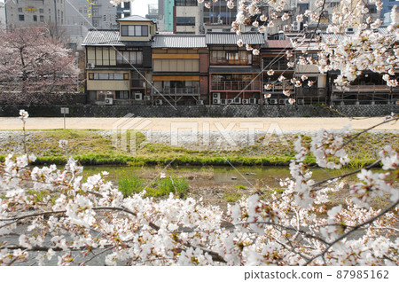 Spring Kamo River Kyoto City Spring Kamo River Kyoto City 87985162