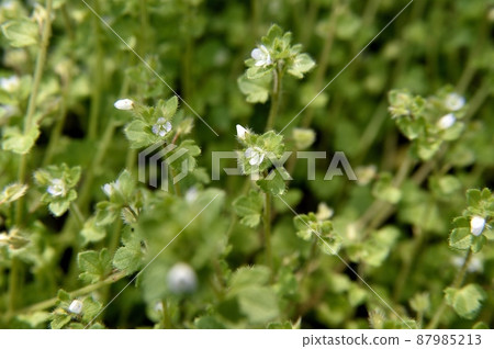 櫻草花 櫻草花 87985213