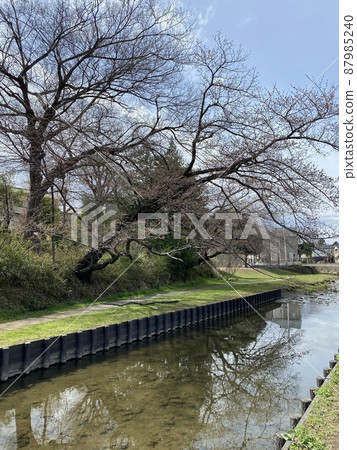 Cherry tree Cherry tree 87985240