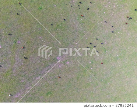 Cows aerial view, Buenos Aires,Argentina Cows aerial view, Buenos Aires,Argentina 87985241