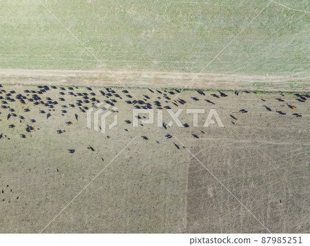 Cows aerial view, Buenos Aires,Argentina Cows aerial view, Buenos Aires,Argentina 87985251
