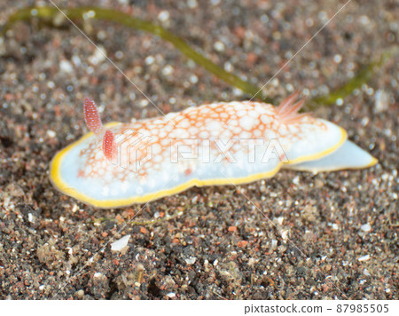 薩拉薩海牛 薩拉薩海牛 87985505