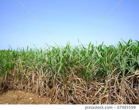 Sugarcane field and blue sky Sugarcane field and blue sky 87985599