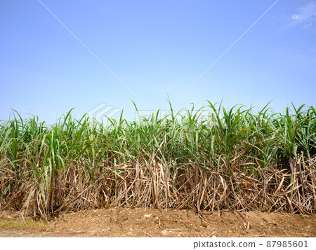 Sugarcane field and blue sky Sugarcane field and blue sky 87985601