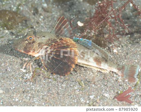 Gurnard Gurnard 87985920