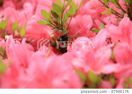 一隻木匠蜜蜂飛來飛去，被美麗的杜鵑花迷住了 87986176