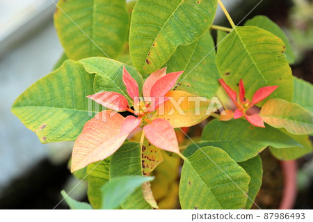  一品紅花 87986493