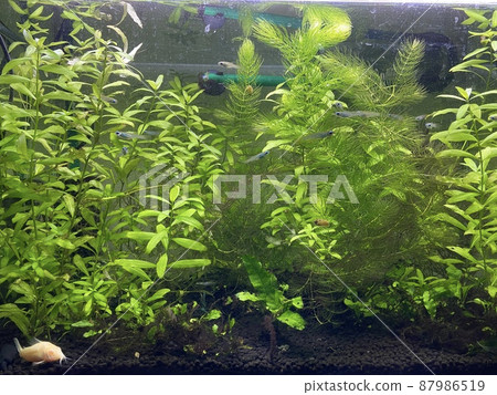 Aquarium overgrown with aquatic plants Aquarium overgrown with aquatic plants 87986519