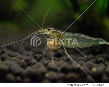 Yamato shrimp 87986649