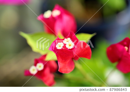 九重葛花 87986843