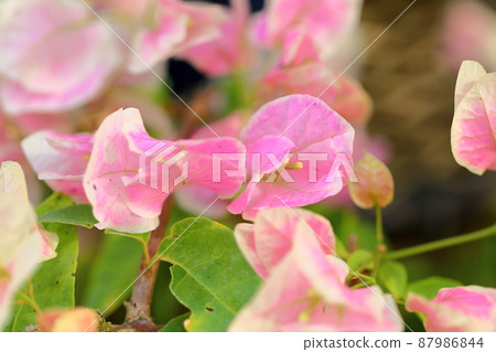 九重葛花 87986844