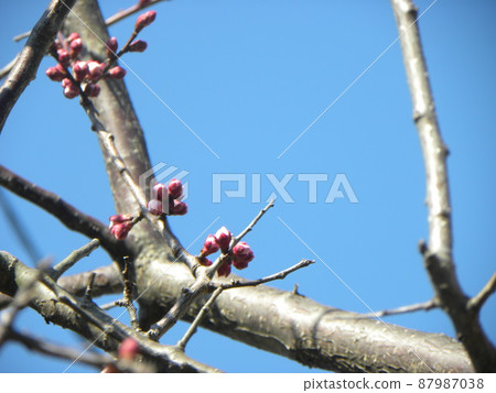 Still hard plum buds Still hard plum buds 87987038